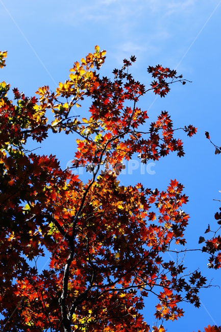 가을,붉은색,단풍,나무,낙옆,산,가을,계절,fall,autumn,season,plant,식물,leaf,잎
