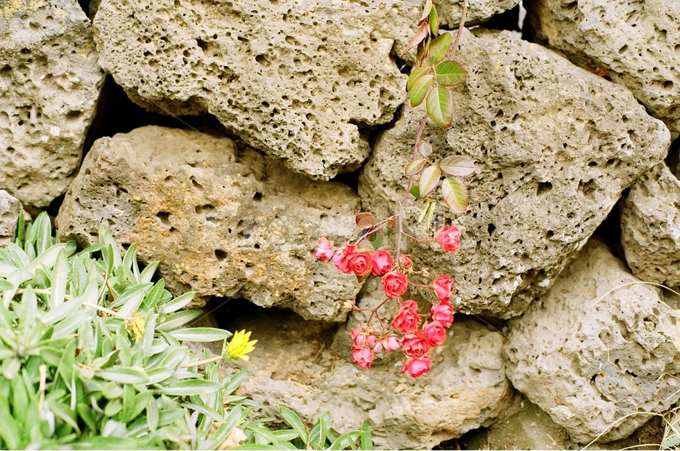 필름사진,감성사진,꽃,골목길,풍경사진,식물,자연,plants,nature,꽃,flower