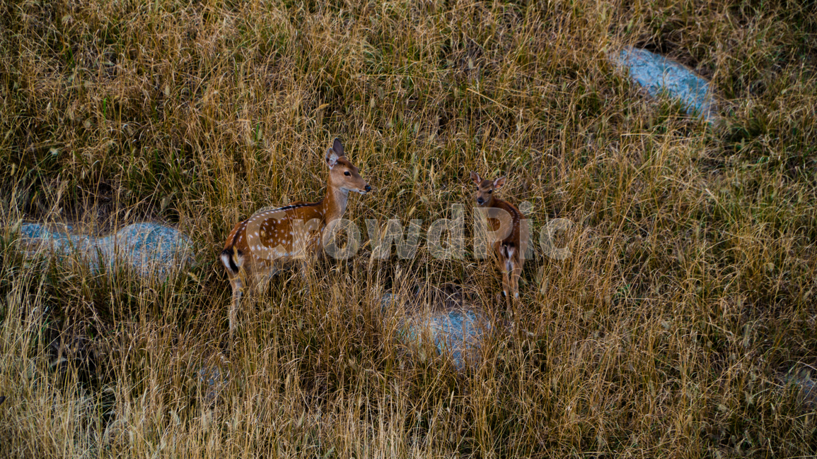 animal,동물,mammal,포유류,야생생물,wildlife,영양,antelope,deer,사슴,동물,animal,포유류,mammal