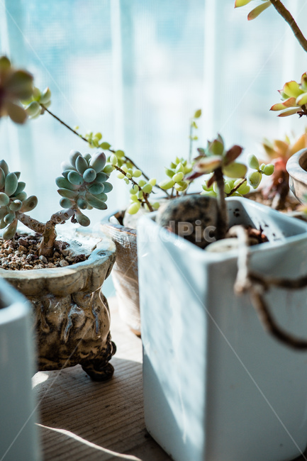 선반,다육,화분,흙,인테리어,식물,자연,plants,nature,실내용화초,화분,화초,house plant,감성,sensible,feeling,휴식,힐링,rest,relaxation,healing,인테리어,실내디자인,interior design