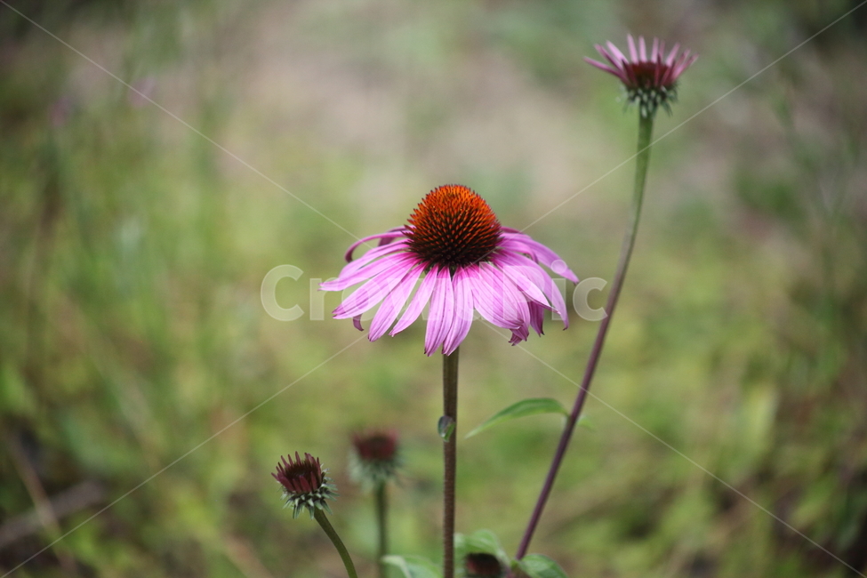 분홍,꽃,에키네시아,echinacea,echinaceapurpurea
