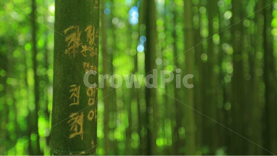대나무,숲,대나무숲,담양,풍경,식물,자연,plants,nature,나무,trees,wood