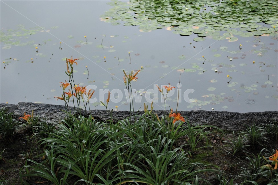들꽃,꽃,flower,노란색꽃,식물,자연,식물,자연,plants,nature,꽃,flower