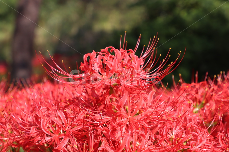 꽃무릇,꽃,자연,식물,붉은색,식물,자연,plants,nature,꽃,flower