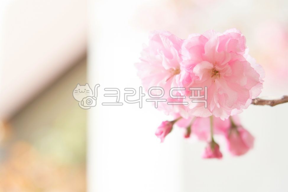 flower,꽃,꽃잎,cherryblossom,벚꽃