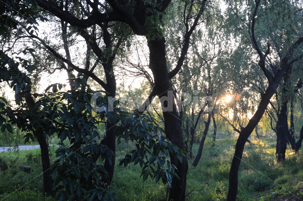 한강,난지도,숲,forest,노을