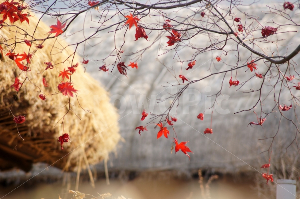 시골,마을,가을,단풍,단풍잎,단풍나무,식물,자연,plants,nature,한국전통,한국문화,korean traditional,korean culture,가을,계절,fall,autumn,season,plant,leaf,잎,tree,나무