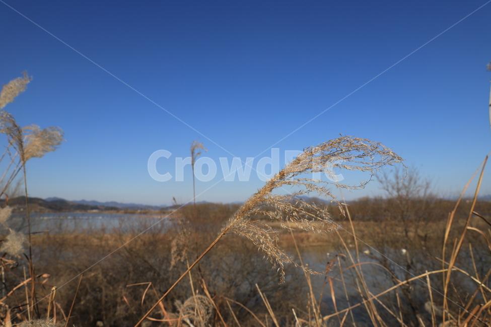갈대,reed,자연,갈대숲,주남저수지