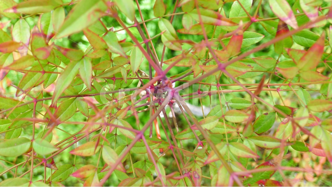 나무,식물,숲속,자연,나무가지,식물,자연,plants,nature