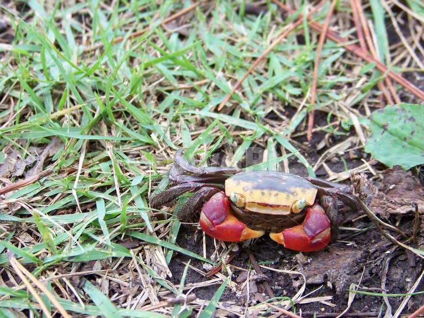 게,갑각류,바닷가,섬,육지게,붉은발,등껍질,자연,동물,생태,야생동물,풀밭,숲,초록,관찰,집게발,색감,야외,촬영소재,다리,외골격,생동감,환경,생태학,이색동물,사진,근접촬영,자연광,토양,조화,위장,생존,무척추동물,바닥,보케,휴식,호기심,자연친화,자유,디테일,동물,animal