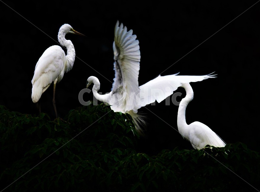 중백로,백로,새,정원,birds,동물,animal,조류,새,birds