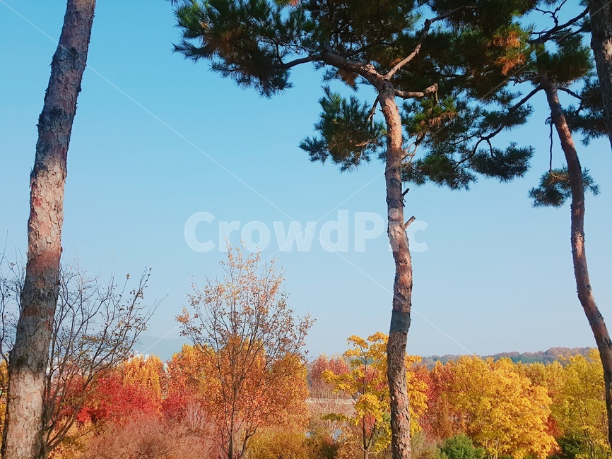 나무,낙엽,가을,나뭇잎,단풍,잎,가을,계절,fall,autumn,season,자연,풍경,nature,landscape,tree,plant,식물,tree trunk,나무 줄기