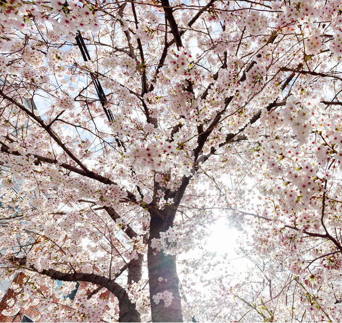 plant,cherryblossom,식물,벚꽃,flower,blossom