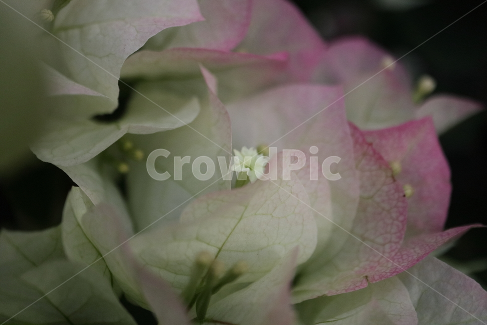 blossom,꽃,flower,plant,식물,부겐빌레아,bougainvillea,관목,핑크엔젤,부겐베리아,온실,쌍떡잎식물