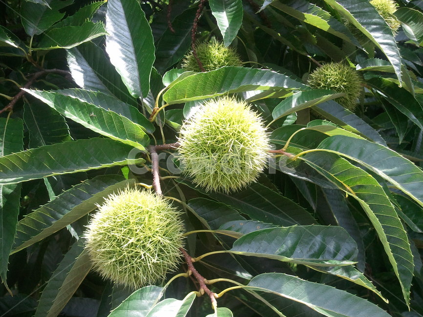 밤,과실,농산물,밤나무,종실류,식물,자연,plants,nature,과일,열매,fruit