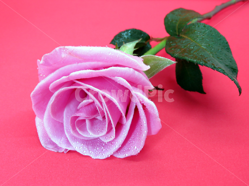 핑크,핑크장미,핑크백그라운드,pink,pinkrose,꽃,flower