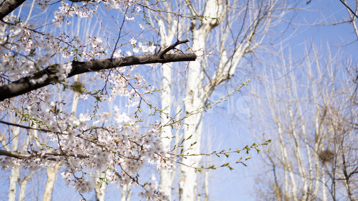 봄,벚꽃,하늘,분홍,cherryblossom,봄,계절,spring,season,plant,식물