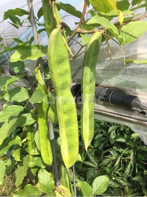작두콩,대왕콩,초록초록,콩,꼬투리,식물,자연,plants,nature