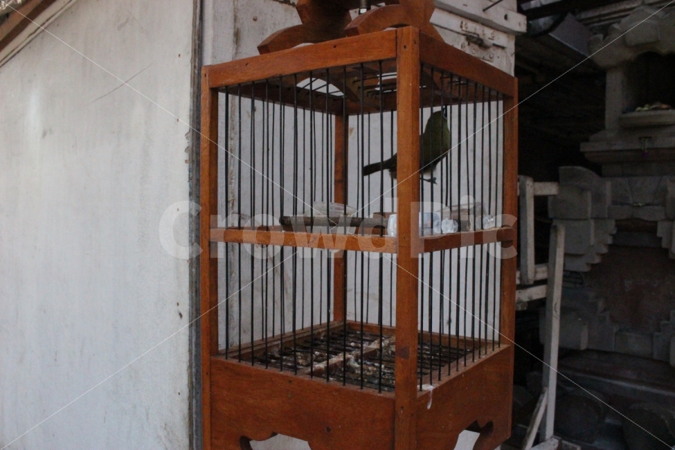 새장,새,여행,발리,인도네시아,풍경,길거리,cage,bird,travel,bali,indonesia,andscape,street,동물,animal,조류,새,birds