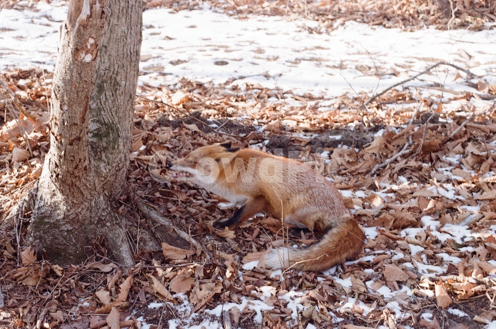 여우,붉은여우,동물,포유류,야생,야생동물,animal,fox,러시아,russia,동물,animal,포유류,mammal