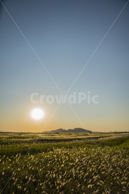 풍경,노을,저녁,수섬,출사,삘기꽃,백묘화,자연,풍경,nature,landscape,field,들,outdoors,옥외,grassland,목초지