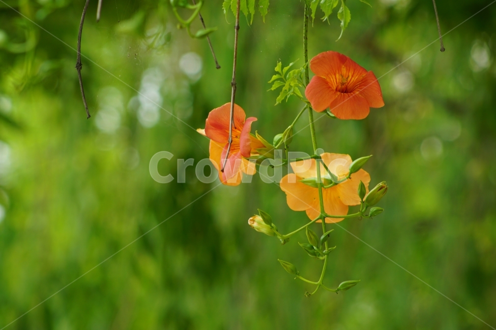 부천중앙공원,능소화,공원,꽃,풍경,식물,자연,plants,nature,꽃,flower