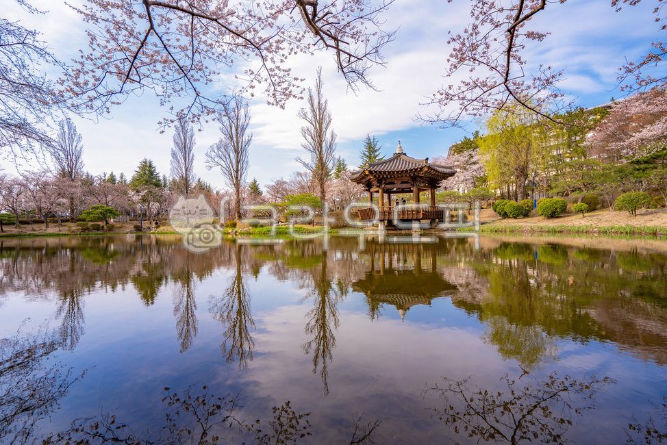 cherry blossoms,reflection,Bomunjeong,spring day,Gyeongju,landscape
