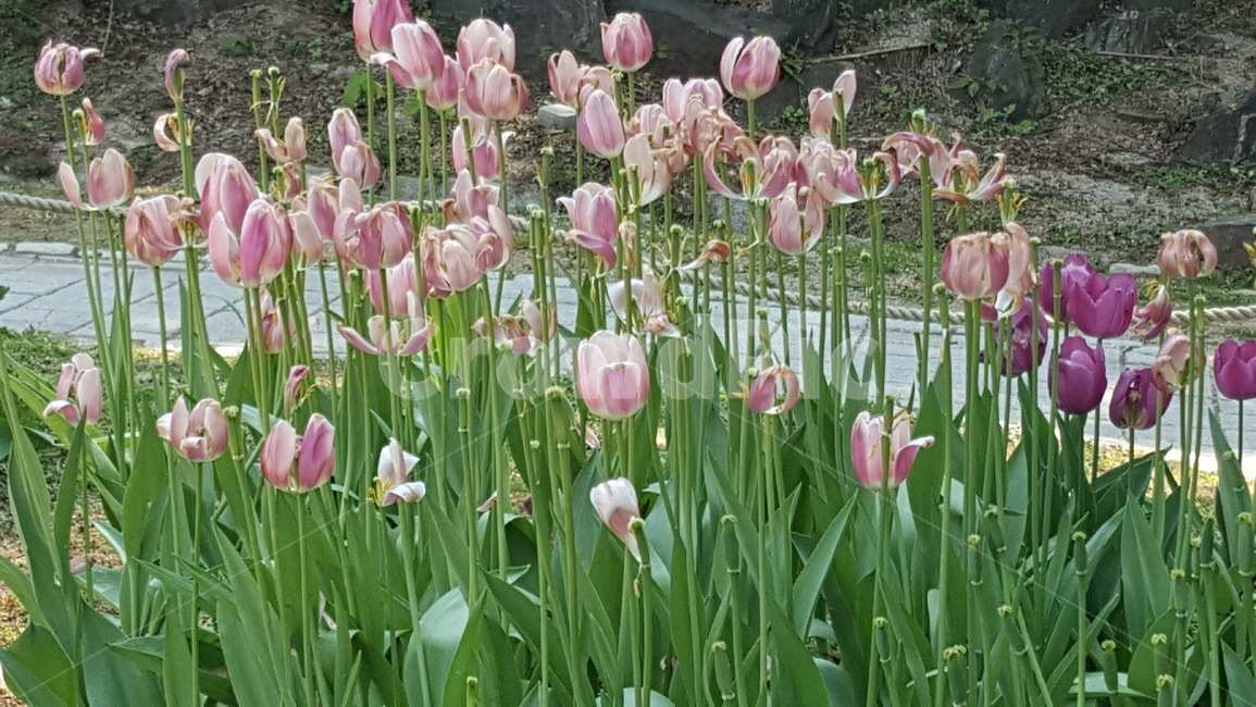꽃,화단,컬러,색상,풍경,자연,봄꽃,봄