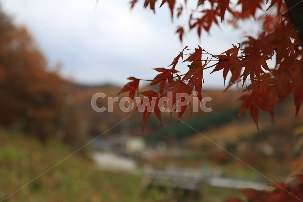 나무,식물,농촌,옥외,지방,가을,단풍,잎,감성,tree,plant,ruralarea,outdoor,area,autumn,maple,leaf,sensibility,sky,하늘,구름,cloud,자연,nature,가을,계절,fall,autumn,season,자연,풍경,nature,landscape
