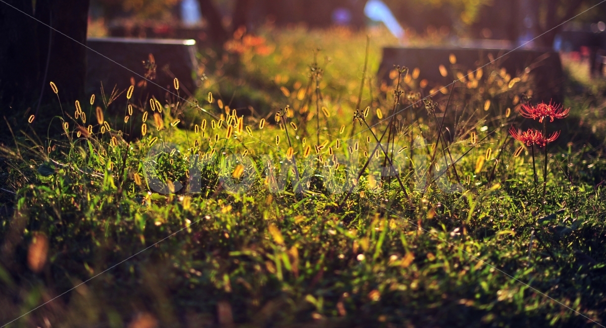 불갑사,상사화축제,꽃무릇,꽃,빛내림,자연,풍경사진,식물,자연,plants,nature,휴식,힐링,rest,relaxation,healing,감성,sensible,feeling