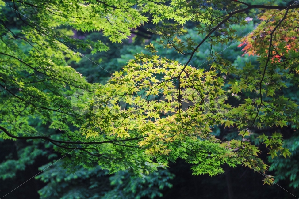 여름,가을,단풍,나무,풍경,초록,소풍,스냅,자연,자연,풍경,nature,landscape,leaf,잎,plant,식물,tree