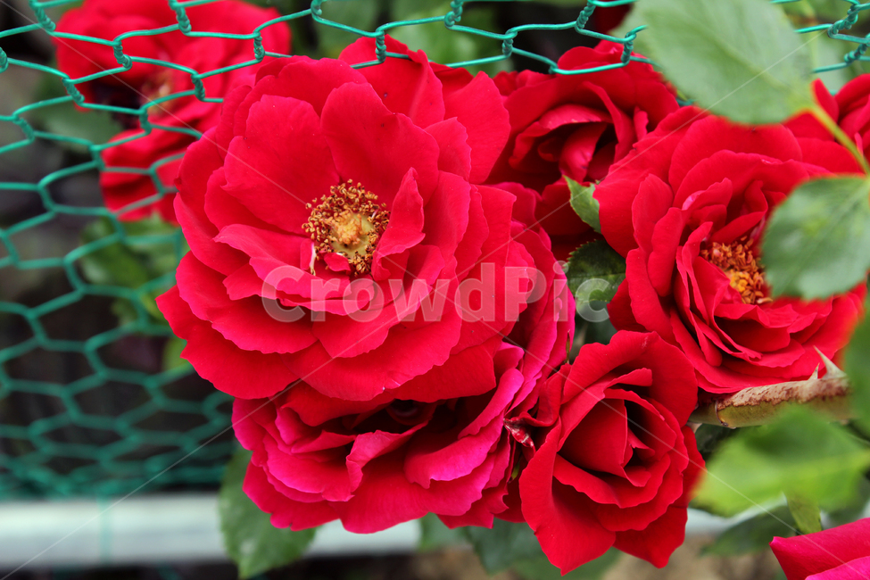 장미,장미꽃,빨간장미,빨강,red,rose,사랑,로맨스,장미넝쿨,love,식물,정원,야외,봄,5월,자연,bush,day,fresh,green,spring,plant,그린,녹색,꽃봉우리,식물,자연,plants,nature,꽃,flower