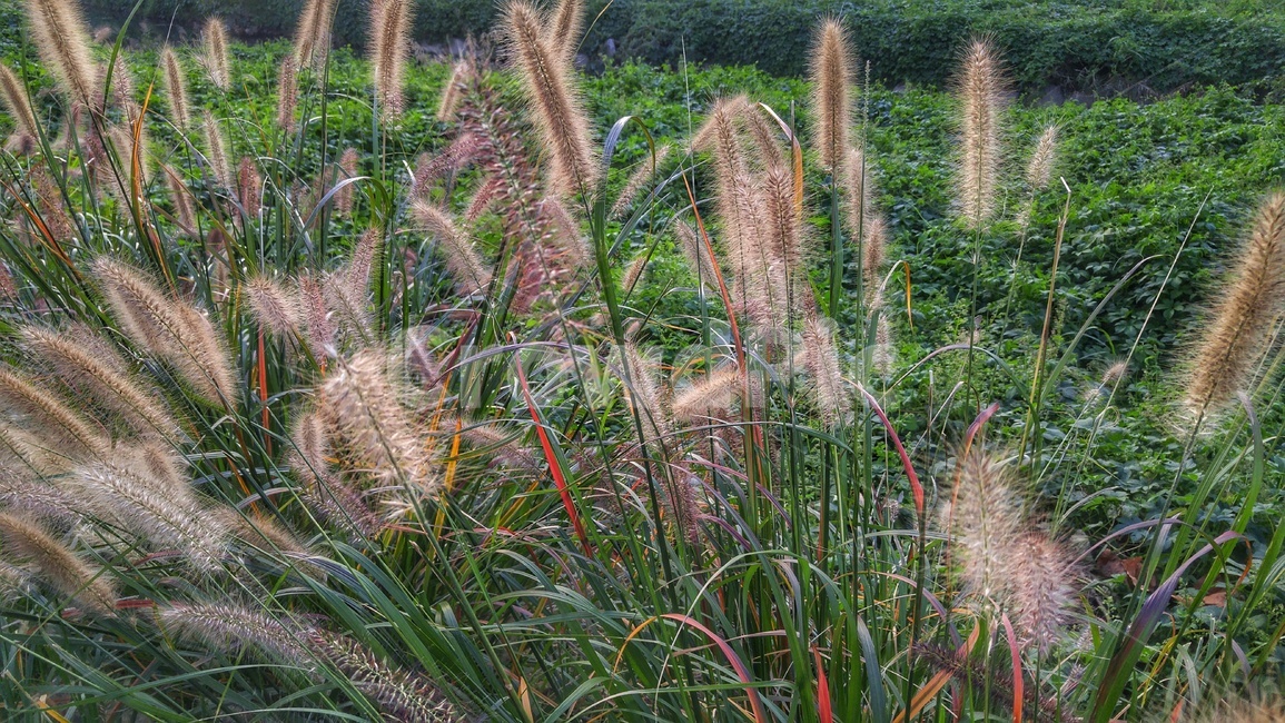 강아지풀,식물,자연,plant,계절,식물,자연,plants,nature
