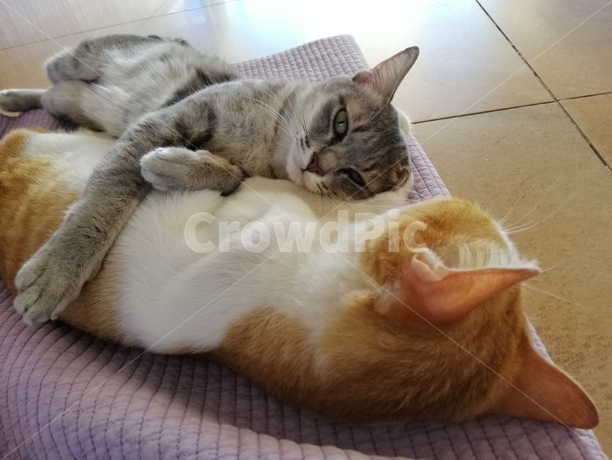 고양이,동물,cat,kitten,반려묘