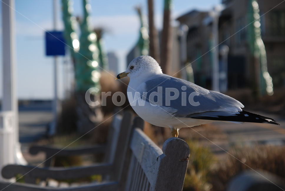 새,갈매기,동물,animal,bird,동물,animal,조류,새,birds