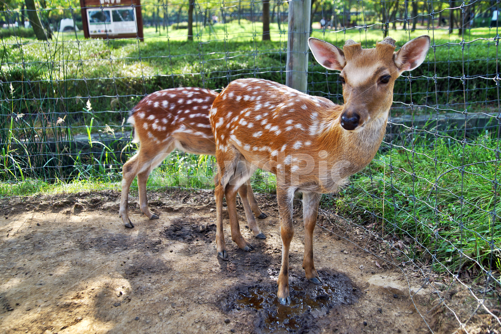 꽃사슴,사슴,동물,반점,월미공원,대륙사슴,매화사슴,포유동물,동물,animal,포유류,mammal