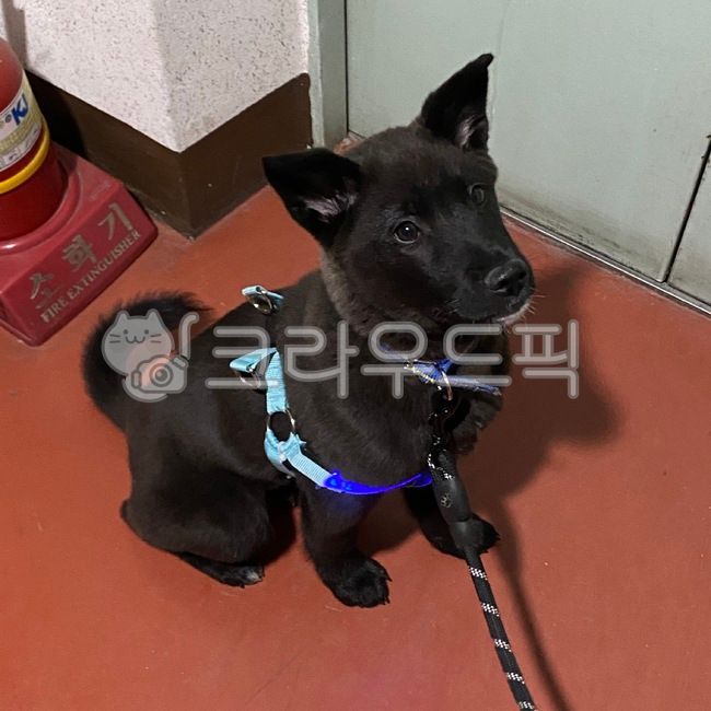 strap,하네스,앉아,강아지,검은진돗개,흑구,개,dog,blackdog,하네스한강아지,seateddog,견장