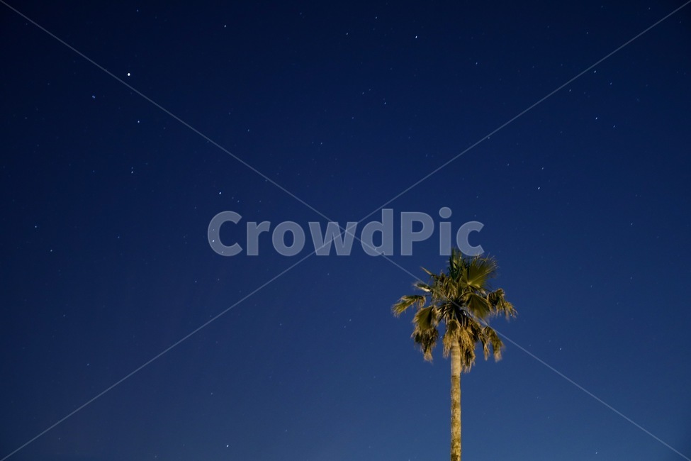 별,야경,별사진,감성사진,나무,제주도,별똥별,여행,자연,풍경,nature,landscape,야경,밤,nightscape,night,식물,plants,나무,trees,wood,감성,sensible,feeling,색깔,색상,색채,색감,color sense,color sensitivity,feeling of color