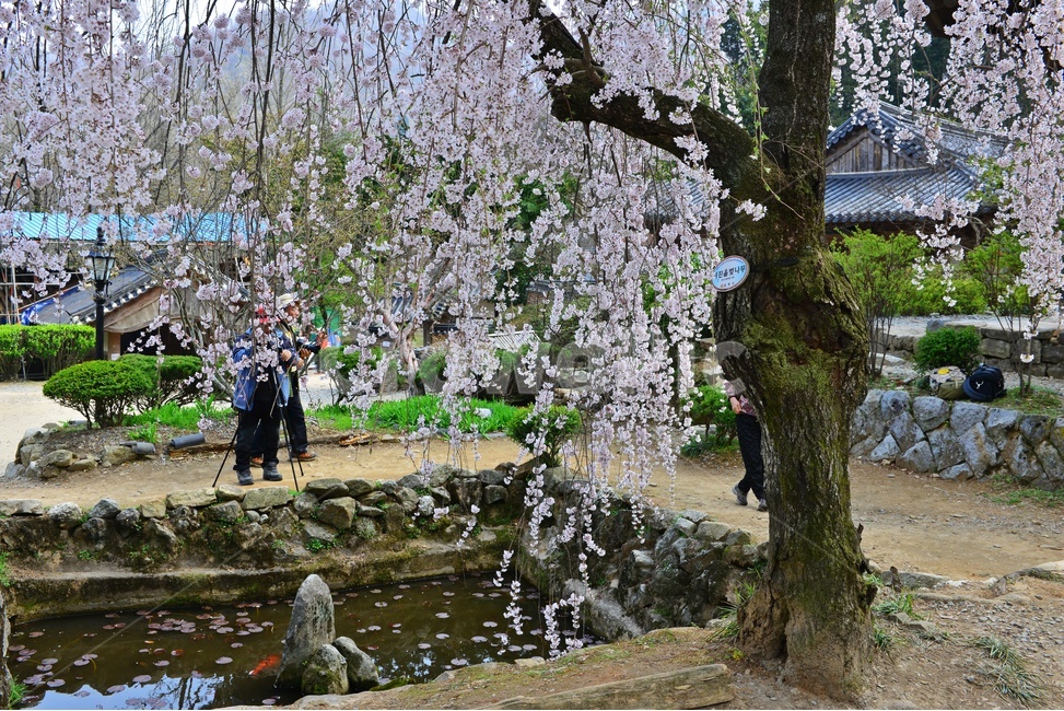 nature,자연,outdoors,옥외,road,도로,tree,나무,plant,식물,gravel,자갈,dirtroad,흙길,경치,경관,벚꽃,벚나무,승주,선암사,처진올벚나무,선암사처진올벚나무,봄,계절,유적지,문화재