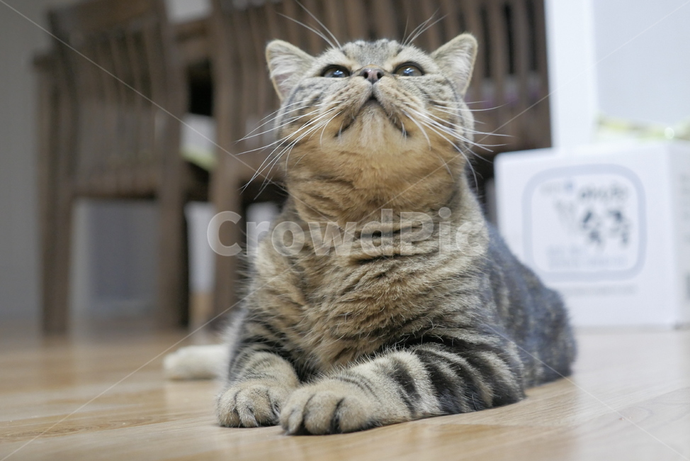 고양이,동물,반려동물,애완동물,cat,동물,animal,포유류,mammal,고양이,cat,kitten,kitty