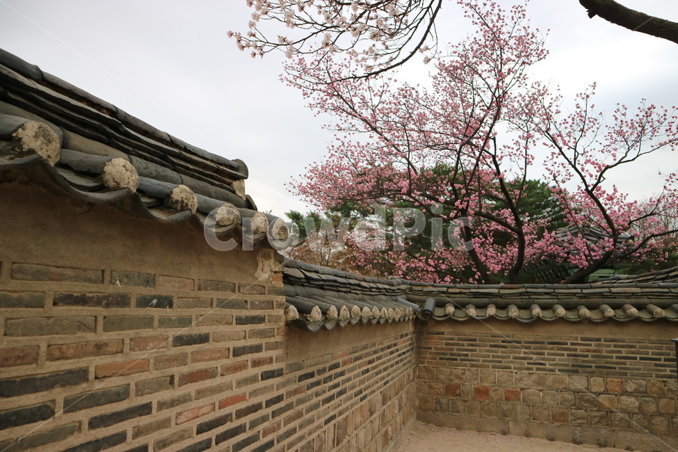창덕궁,봄,산책,꽃,서울,궁궐,전통,풍경,담벼락,봄,계절,spring,season,한국전통,한국문화,korean traditional,korean culture,건축물,건물외관,exterior,building,structure,architecture,construction,plant,식물