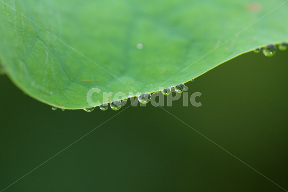 연잎,이슬,구슬,빗방울,연,식물,자연,plants,nature