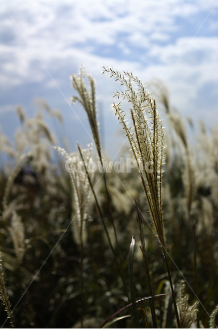 하늘,구름,가을,억새,자연,nature,식물,plant,식물,자연,plants,nature