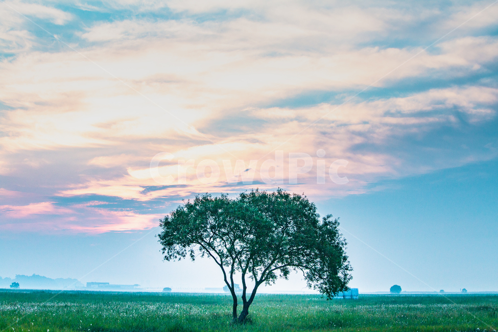 plant,식물,tree,나무,나홀로나무,treetrunk,식물,자연,plants,nature,나무,trees,wood