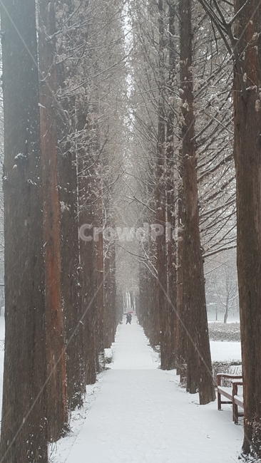 겨울,눈,나무,길,경관,겨울,계절,winter,season,자연,풍경,nature,landscape,한국자연풍경,한국자연경관,korea nature landscape,식물,plants,나무,trees,wood,outdoors,옥외,storm,폭풍,snow,blizzard,눈보라