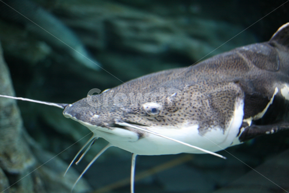물고기,메기,민물고기,수조,수조관,fish