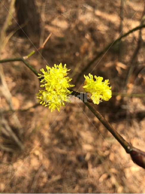 꽃,봄,노란꽃,따뜻함,노란색,식물,자연,plants,nature,꽃,flower