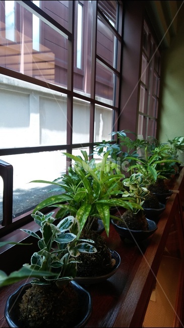화분,나무,진열,전시,창가,식물,자연,plants,nature,실내용화초,화분,화초,house plant,인테리어,실내디자인,interior design