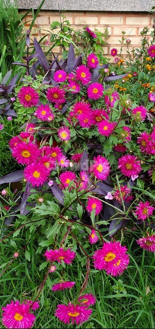 plant,식물,flower,꽃,가을,국화,식물,자연,plants,nature,꽃,flower