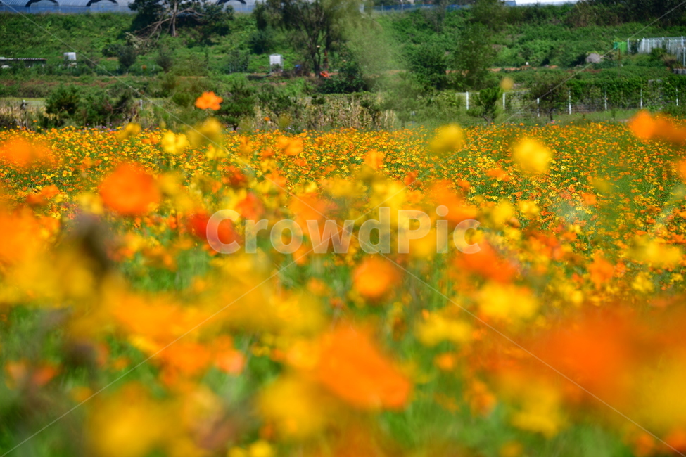 노랑,노란소스모스,가을,자연,코스모스,금계국,flower,plant,꽃,식물,자연,plants,nature,꽃,flower